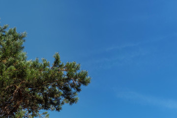 Bottom view of evergreen tree branches with blue sky at background