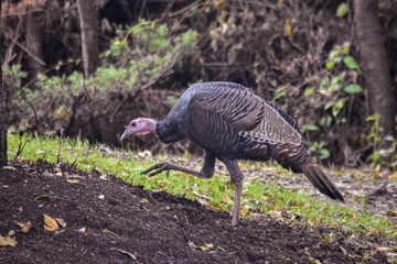 an isolated turkey grazes on a fall afternoon 