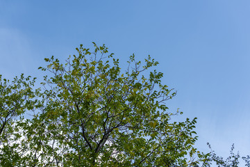 Low angle view of trees with green leaves and blue sky at background