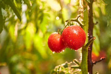 Obraz premium Bunch of ripe natural cherry red tomatoes in water drops growing in a greenhouse ready to pick