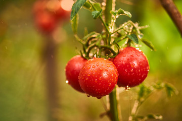 Bunch of ripe natural cherry red tomatoes in water drops growing in a greenhouse  ready to pick