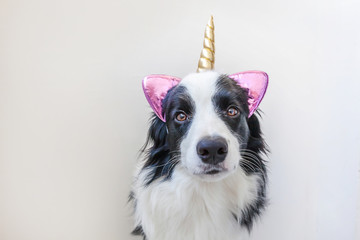 Funny Kawaii portrait puppy dog border collie with unicorn horn isolated on white background. Dog...
