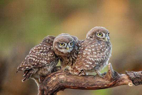 Three young Little owls, Athene noctua, sitting on a stick pressed against each other