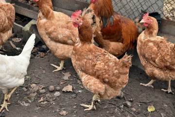 Laying hens in the poultry yard.