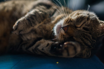 European cat, kitty grey domestic