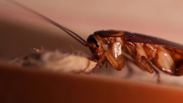 Big Cockroach Making Nest at the Kitchen. Pest Control House Hygiene Concept. 4K Macro Closeup Bug.