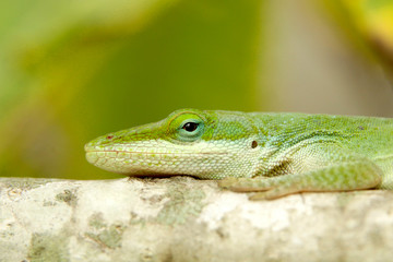 Green Lizard - Anoles