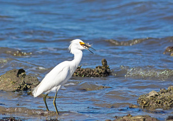Snowy Egret with its catch.