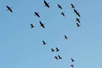 A flock of black cormorants flying at a blue sky