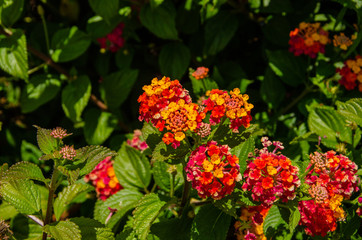 Lantana camara blooms in the garden Portugal 