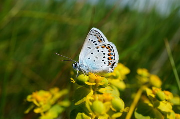 Butterfly in wild flowers. Flower landscape.