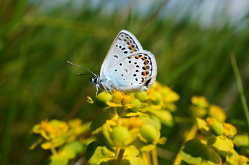 Butterfly in wild flowers. Flower landscape.