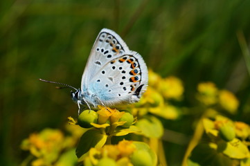 Butterfly in wild flowers. Flower landscape.
