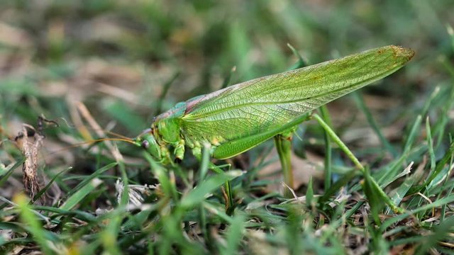 Big green locust female lays eggs