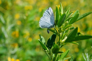 White butterfly in a field of colors. Insects in nature.
