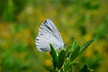 butterfly on flower