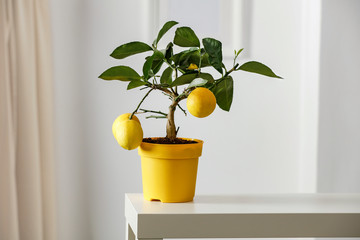Lemon tree in yellow flowerpot in bright white colors with picture frame with blurred white wall...