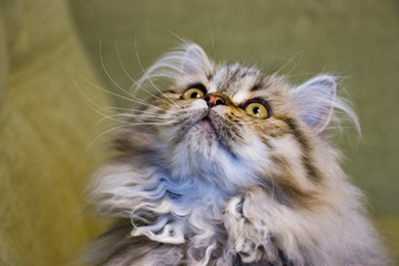 Fototapeta premium Playful long-haired kitten Persian chinchilla gray color. Home pet. Naughty cat.