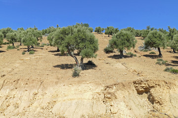 Field of olive trees on a little hill with very dry soil in the North of Morocco at beautiful weather with blue sky