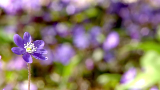 Flowering Liverwort, Hepatica nobilis during spring, Sweden
