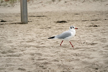 A black headed gull (Chroicocephalus ridibundus) in winter plumage walking on white sand of the beach in Zingst, Germany, Europe