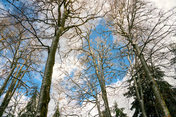 Trees covered with white snow against the sky. Natural winter background.