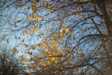 sunlight through the yellow colorful leaves of a tree branch in the wind