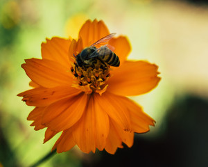 Bee Macro