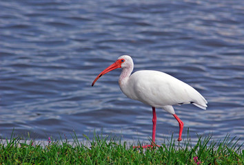Ibis on a seawall by a Florida lake.