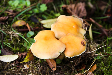 Giftiges Pilzgeflecht