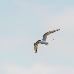 Flying Tern
