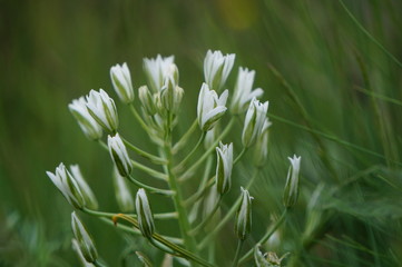 closeup of green grass