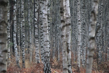 Fototapeta premium trees