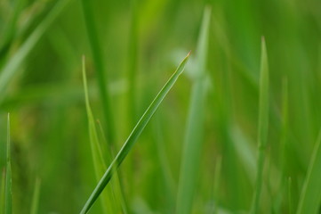 green grass