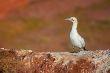 gannet on rocks