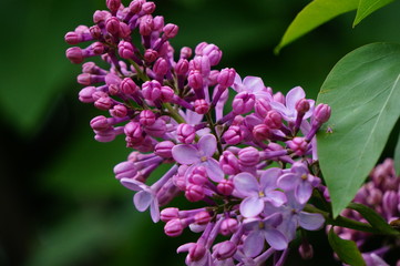 branch of lilac