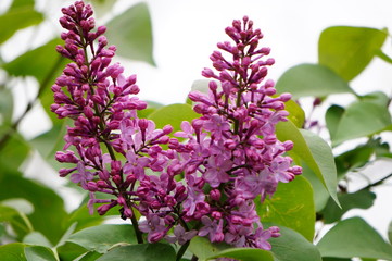 branch of lilac