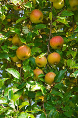 Frische Äpfel an Apfelbaum