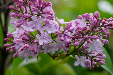 pink flowers in garden