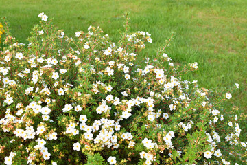 Shrubby cinquefoil white flower potentilla fruticosa bush with copy space on green grass.
