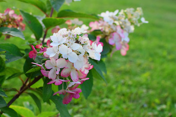 Hydrangea paniculata with white pink flowers growing on green lawn grass in summer day outdoors.