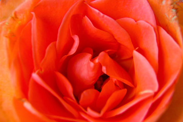 Makroaufnahme einer Rose