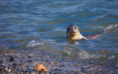 seal in water on helgoland