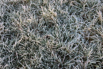 Raureif auf einer Wiese