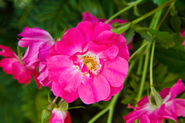 Blume in der Naturlandschaft