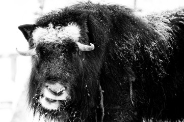 Norway Bison