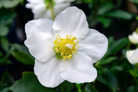 White hellebore flower macro on a background of green leaves in the winter garden.