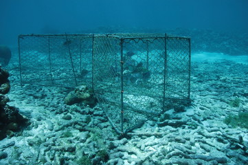 nasse engin de p&ecirc;che des caraibes