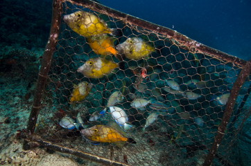 nasse engin de p&ecirc;che  caraibes sous marin