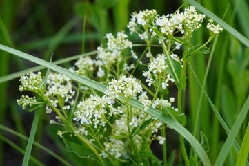 white flowers in the garden